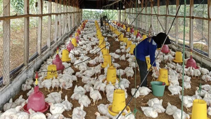 Harga Ayam Broiler Anjlok Usai Lebaran, Peternak di Ciamis Merugi