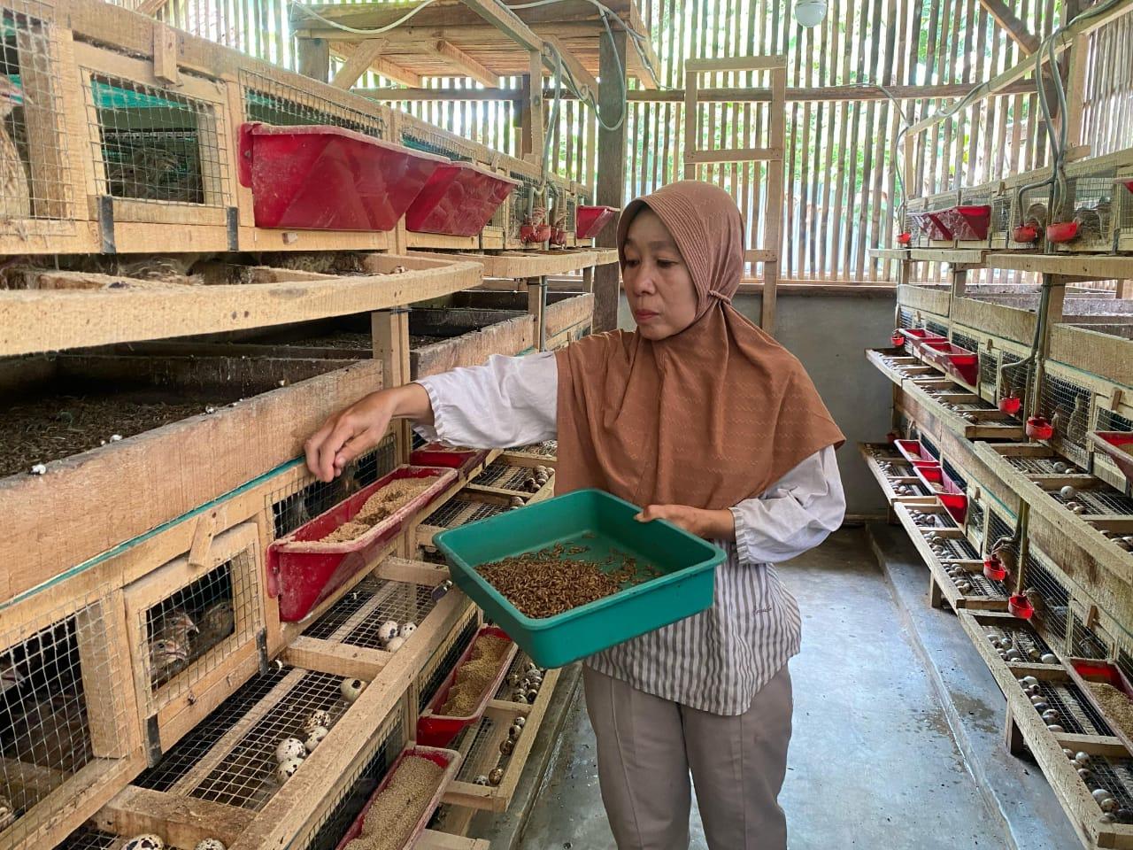 Maggot Ubah Nasib Peternak Puyuh: Inovasi Hijau dari Cikaso yang Menginspirasi