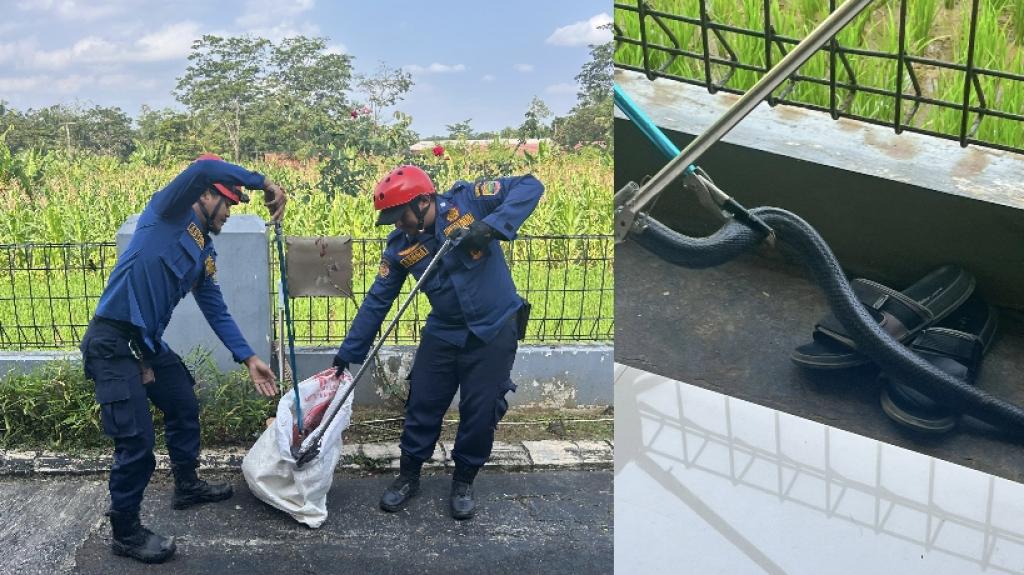 Ditemukan Meringkuk di Saluran Air, Ular Kobra Jawa Dievakuasi Damkar Ciamis