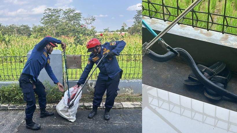 Ditemukan Meringkuk di Saluran Air, Ular Kobra Jawa Dievakuasi Damkar Ciamis