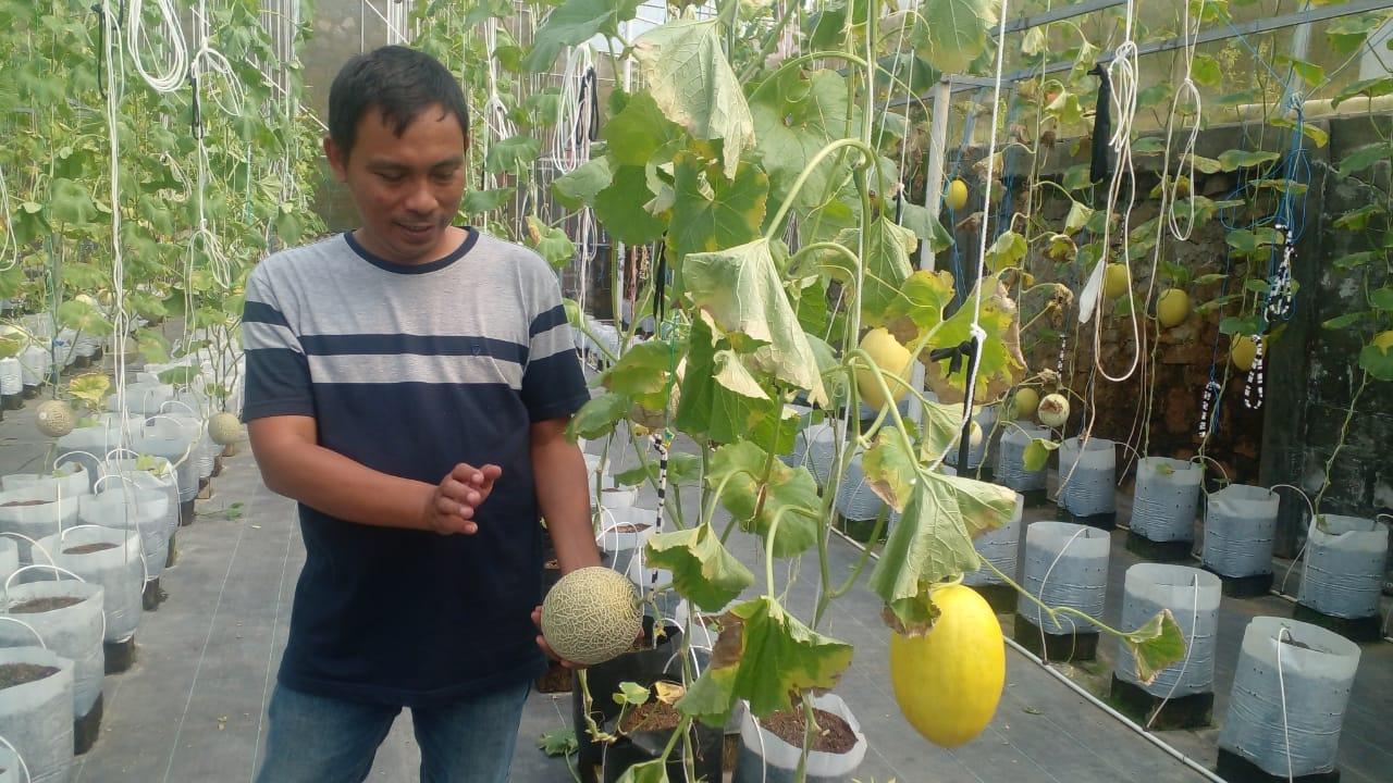 Kisah Inspiratif, Mantan Pegawai Bank BUMN yang Sukses Jadi Petani Melon Premium di Ciamis
