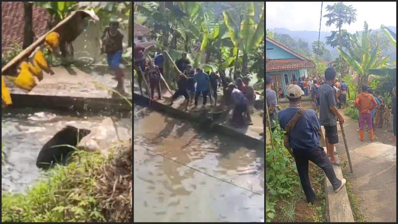 Babi Hutan Serang Kurir Paket di Panjalu Ciamis, Satu Kampung Berburu