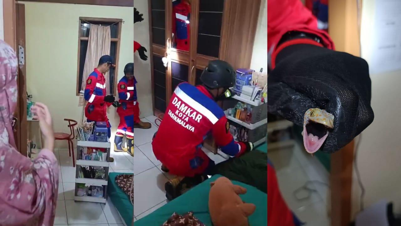 Tokek Nangkring di Lemari Baju, Kinanti Panik Langsung Lapor Damkar Kota Tasikmalaya