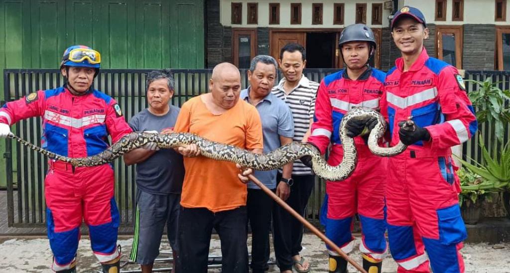 Ular Sanca 3 Meter di Selokan Gegerkan Warga Mangkubumi, Petugas Damkar Kota Tasikmalaya Turun Tangan