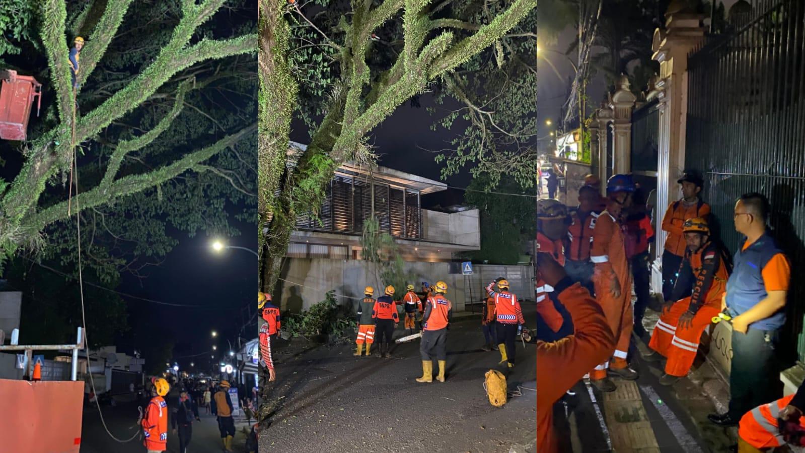 Lembur Sampai Dini Hari! BPBD Kota Tasikmalaya Tebang Pohon Rawan Tumbang di Jalan Galunggung
