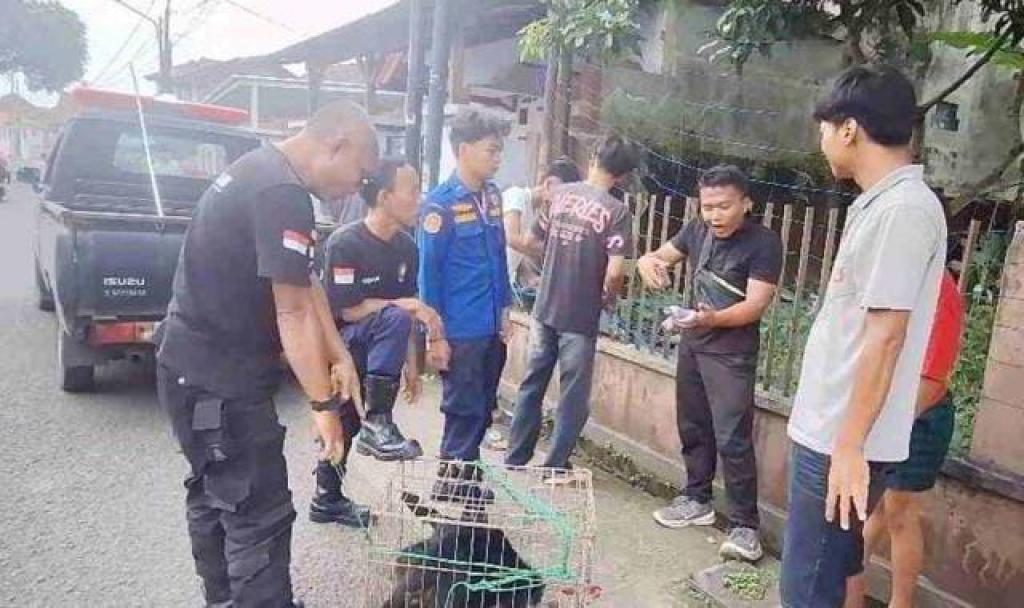 Lutung Jawa Liar Gegerkan Warga Banjar, Sempat Gigit Seorang Warga Sebelum Dievakuasi BPBD