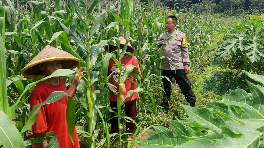 Dukung Ketahanan Pangan Nasional, Polsek Cijeungjing Dampingi Petani Lakukan Pemantauan Tanaman Jagung
