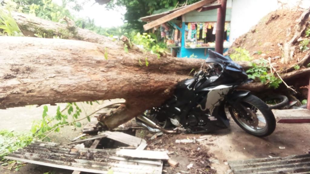 Pohon Tumbang Timpa Sepeda Motor di Banjar