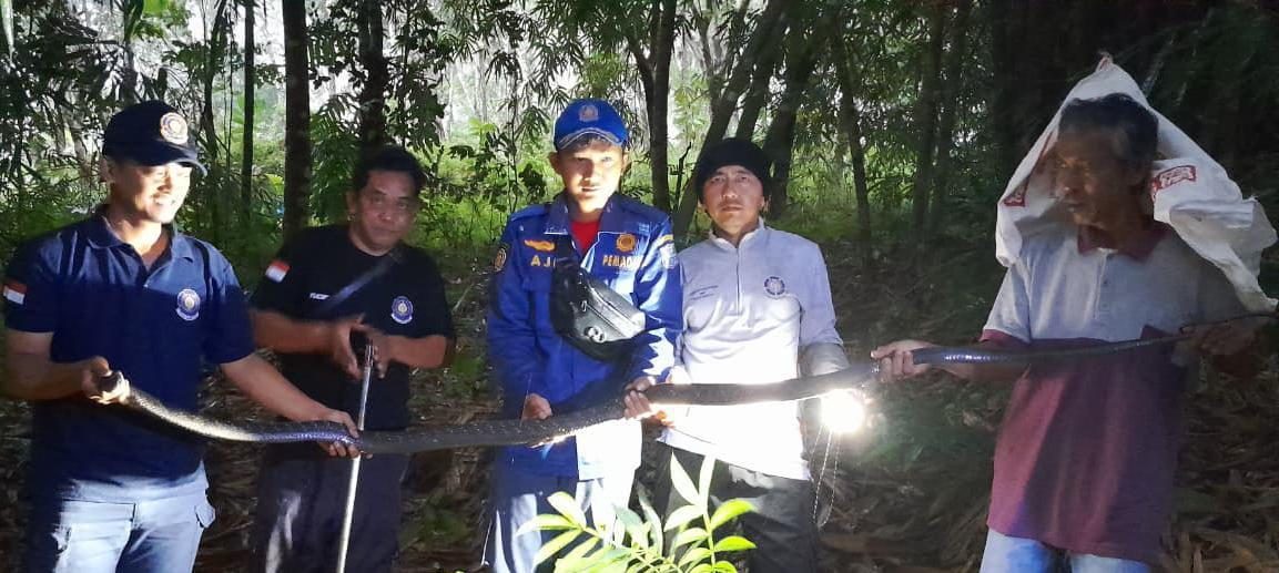 King Cobra 2,5 Meter Masuk Rumah Warga, Damkar Banjar Lakukan Evakuasi
