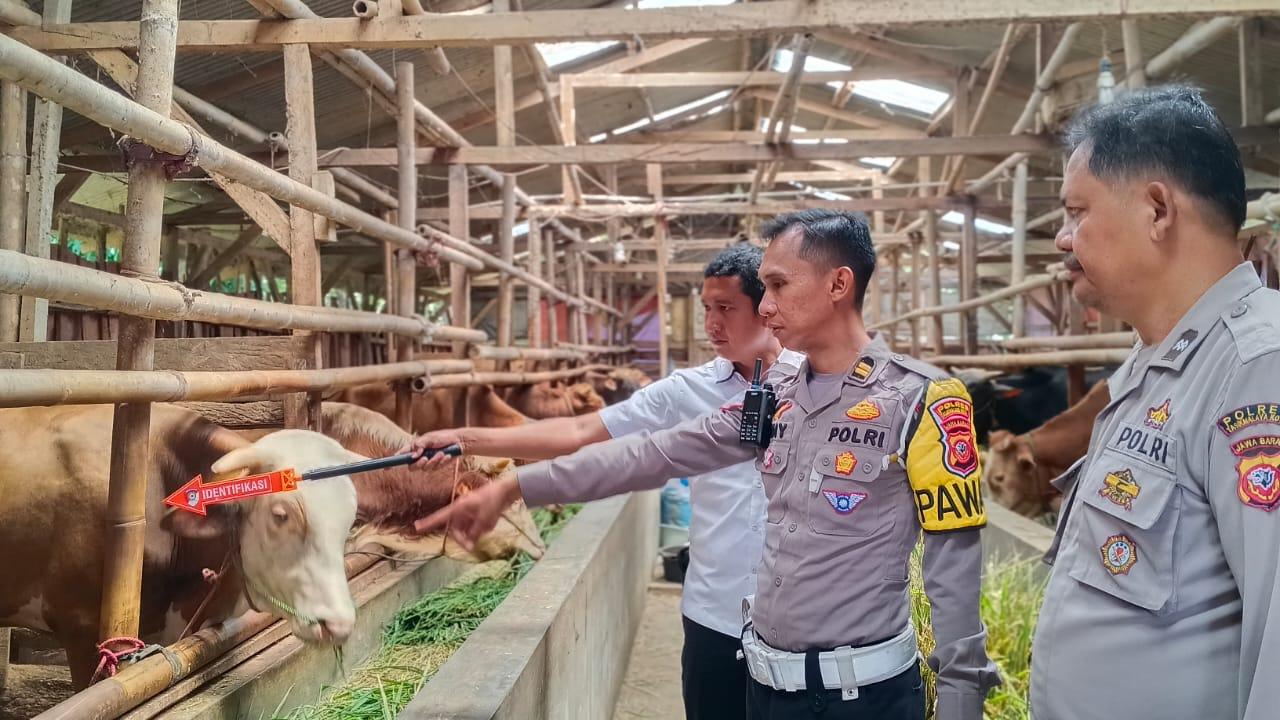 Empat Sapi Limosin di Kawalu Tasikmalaya Raib Digondol Maling, Dua Lainnya Jatuh ke Kolam
