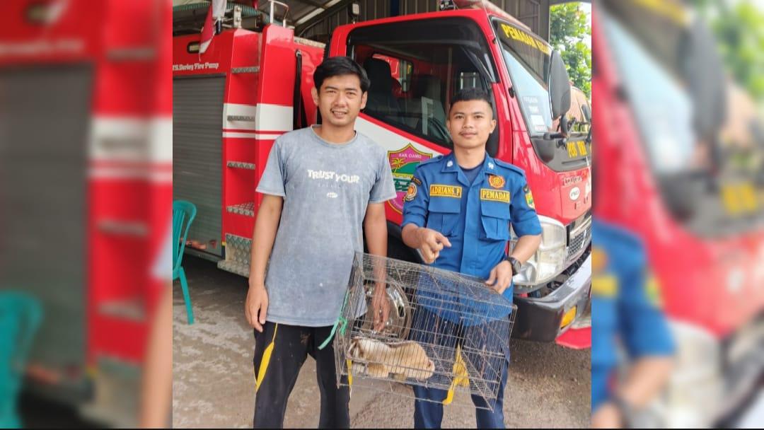 Kukang Dilindungi Ditemukan di Halaman SD Kiarapayung Rancah Ciamis, Warga Serahkan ke Damkar