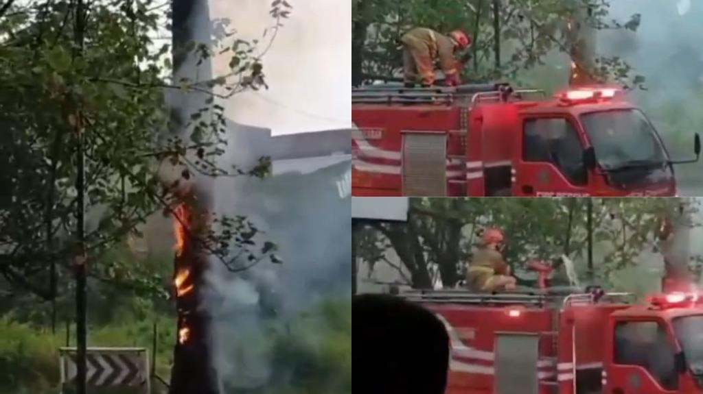 Pohon di Jalan KH. EZ Muttaqien Tasikmalaya Terbakar, Diduga Tersambar Petir
