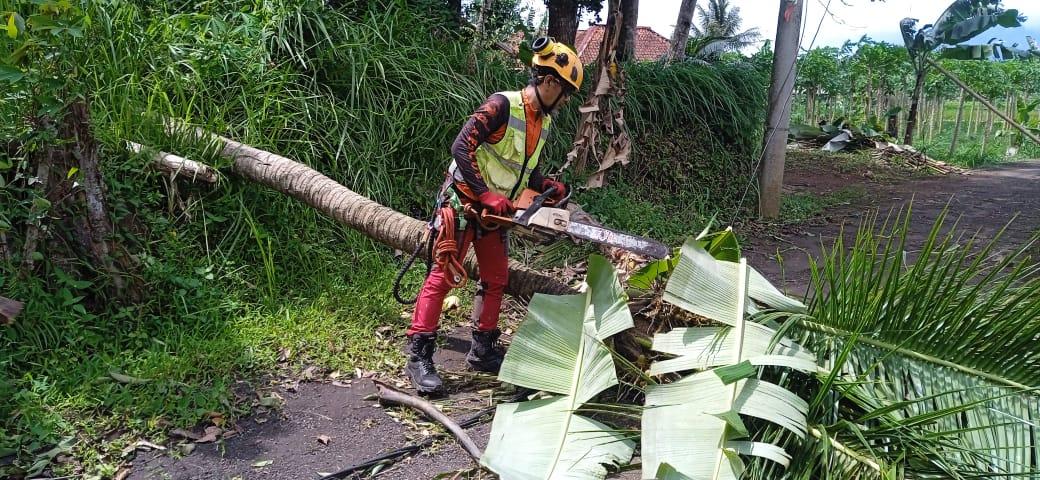 Angin Kencang Landa Tasikmalaya, Enam Rumah Roboh dan Belasan Pohon Tumbang