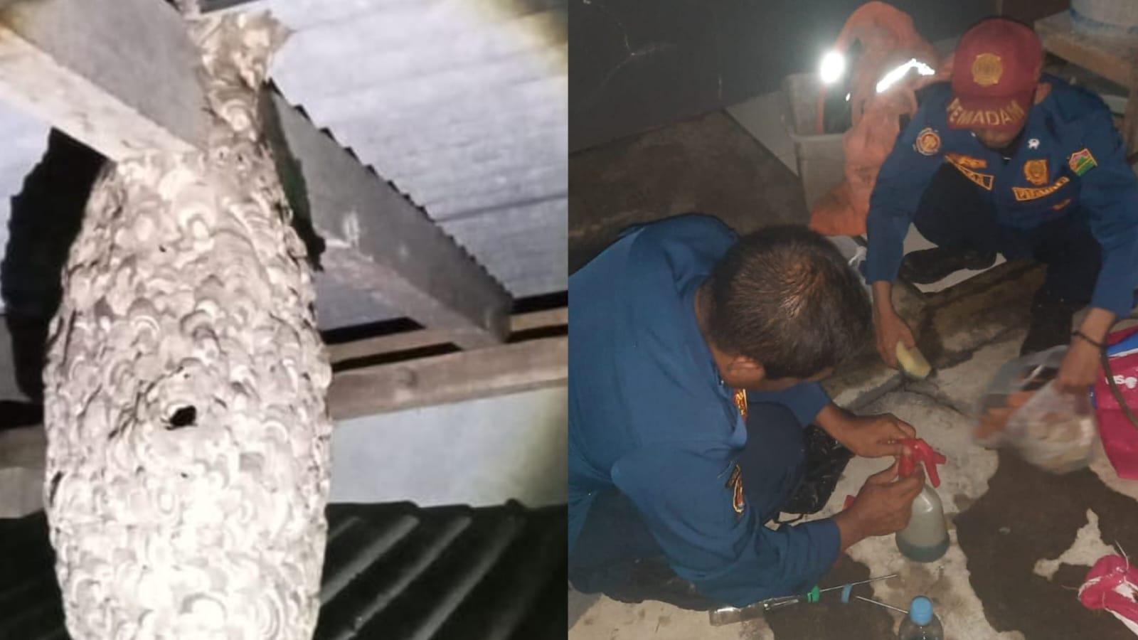 Tak Hanya Padamkan Api, Damkar Ciamis Evakuasi Sarang Tawon Vespa di Permukiman Warga