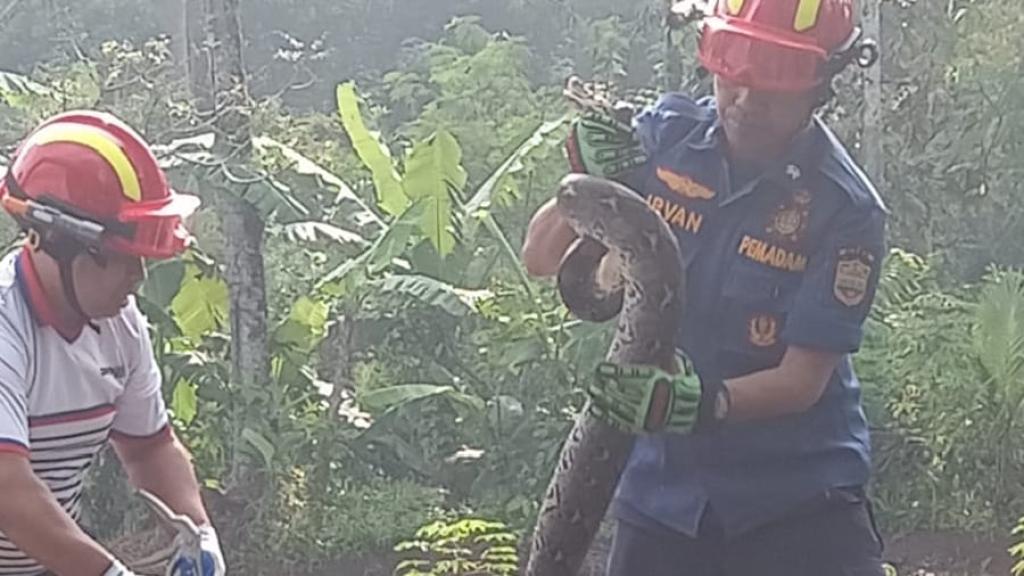 Ular Sanca Masuk Kandang Ayam, Damkar Ciamis Bergerak Cepat Evakuasi