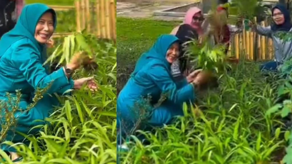 DWP Disbudpora Ciamis Panen Kangkung, Gerakan Sederhana Perkuat Ketahanan Pangan