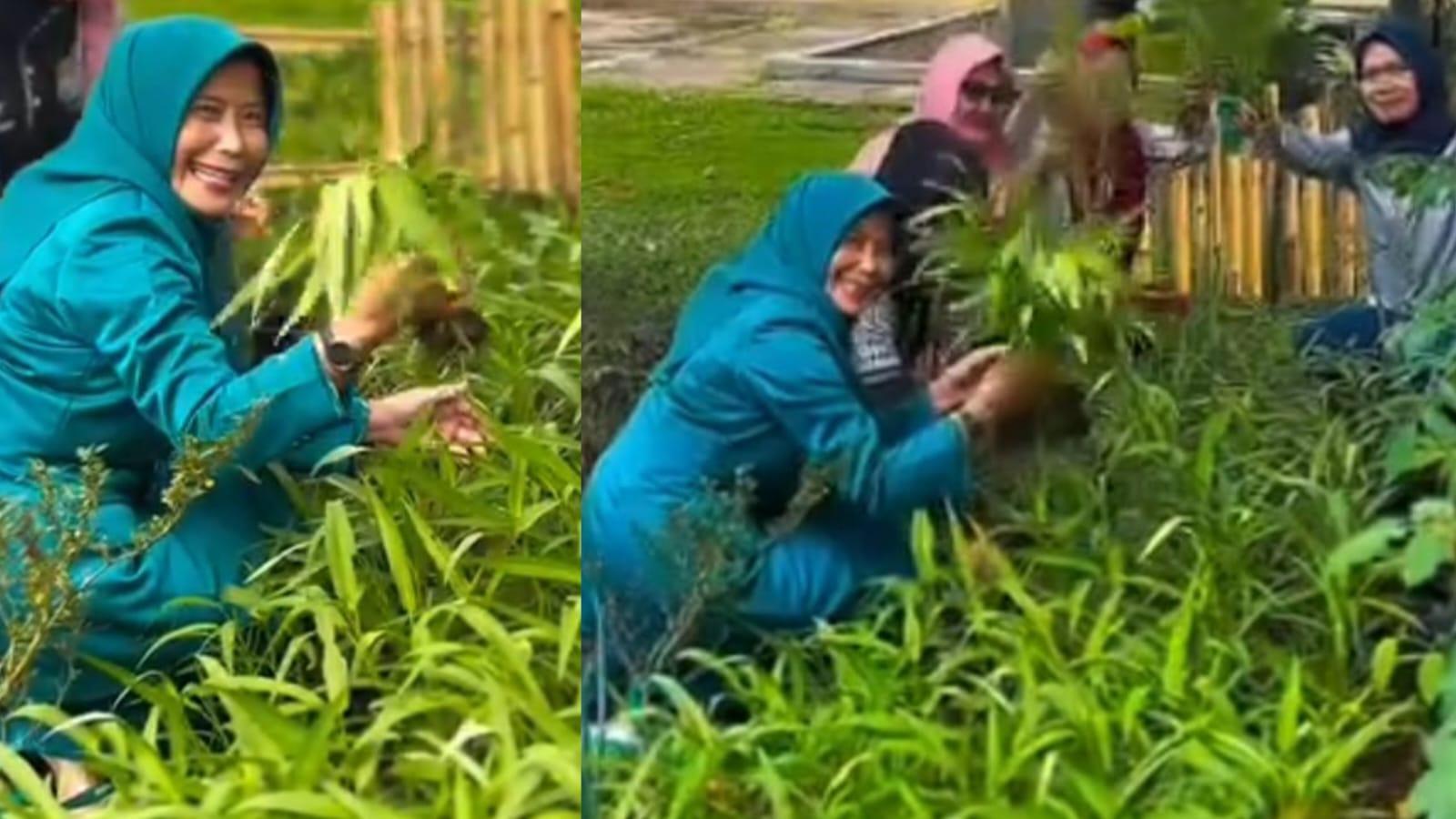 DWP Disbudpora Ciamis Panen Kangkung, Gerakan Sederhana Perkuat Ketahanan Pangan