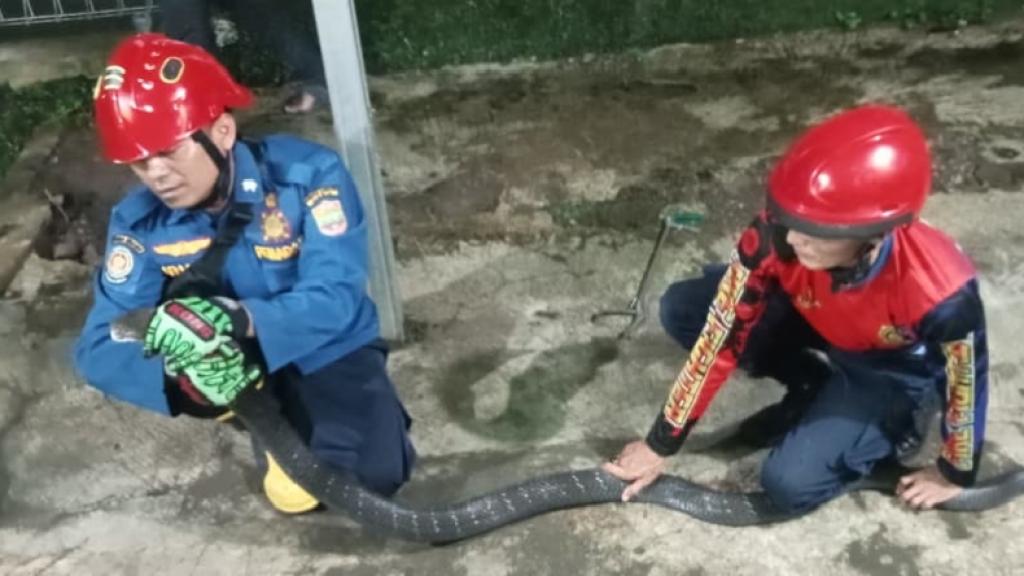 Geger! King Kobra 3,5 Meter Muncul di Area Masjid Cikoneng Ciamis, Damkar Gerak Cepat Evakuasi
