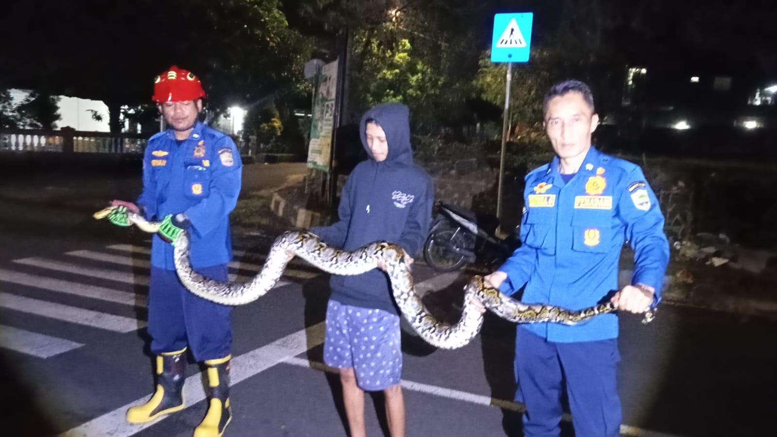 Ular Sanca 3,5 Meter Melintas di Depan MAN 2 Ciamis, Petugas Damkar Gerak Cepat Lakukan Evakuasi