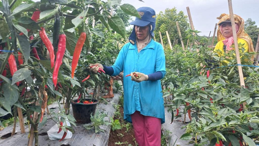 Inovasi Pertanian di Bojonggambir Tasikmalaya Dorong Ketahanan Pangan dan Ciptakan Lapangan Kerja Baru