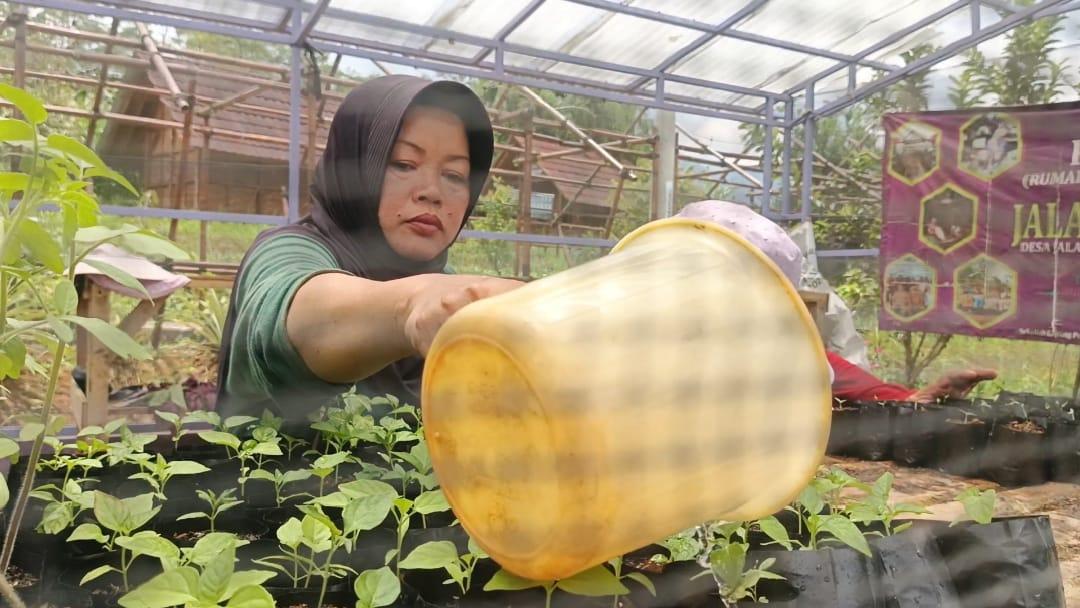 Inovatif! KWT Berlian Desa Jalatrang Tekan Pengeluaran Rumah Tangga Lewat Program Ketahanan Pangan