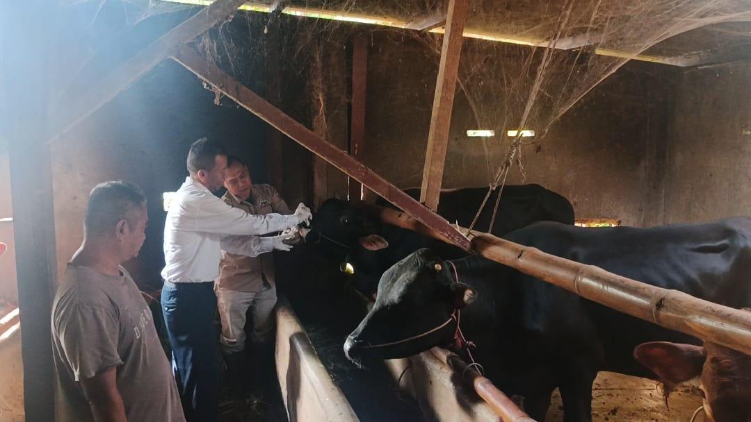 Jelang Idul Adha, Disnakkan Ciamis Gencarkan Pemeriksaan Hewan Kurban