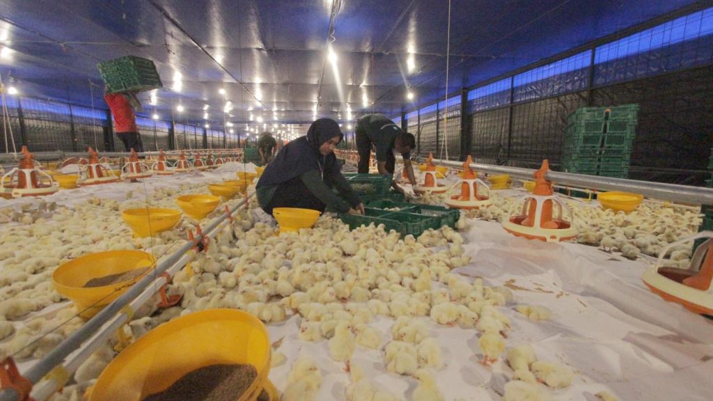 Disnakan Ciamis: Ada 37 Kandang Close House yang Tersebar di 14 Kecamatan