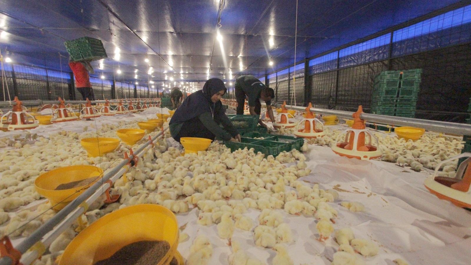 Disnakan Ciamis: Ada 37 Kandang Close House yang Tersebar di 14 Kecamatan