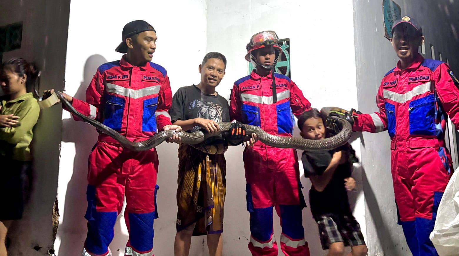 King Kobra Sepanjang 4 Meter Dievakuasi Damkar Kota Tasikmalaya, Petugas Sempat Diserang