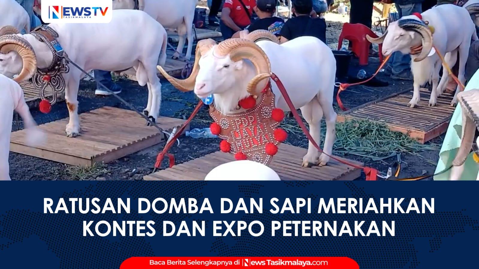 VIDEO: Kontes Ternak Wali Kota Tasikmalaya Cup 2024 Meriahkan Peternakan Lokal