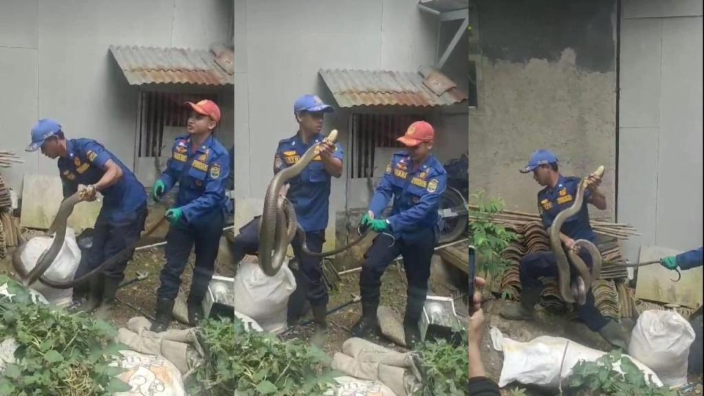 Lagi dan Lagi, Ular Kobra Sepanjang 4 Meter Ditemukan di Ciamis