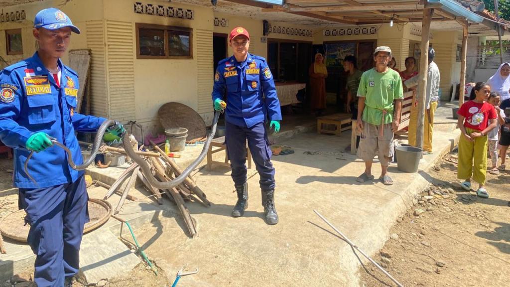 Lagi, Petugas Damkar Ciamis Evakuasi Ular King Kobra di Rumah Warga