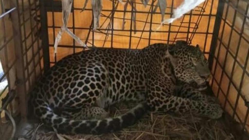 Gubernur Jabar Terpilih Dedi Mulyadi Janji Ganti Domba yang Dimangsa Macan Tutul Gunung Sawal