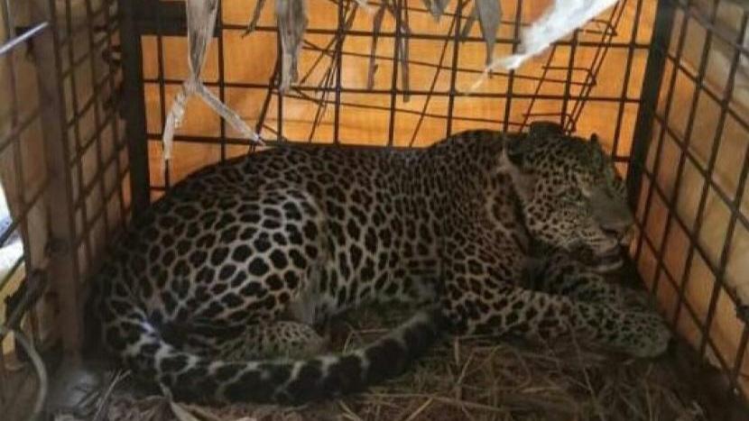 Gubernur Jabar Terpilih Dedi Mulyadi Janji Ganti Domba yang Dimangsa Macan Tutul Gunung Sawal