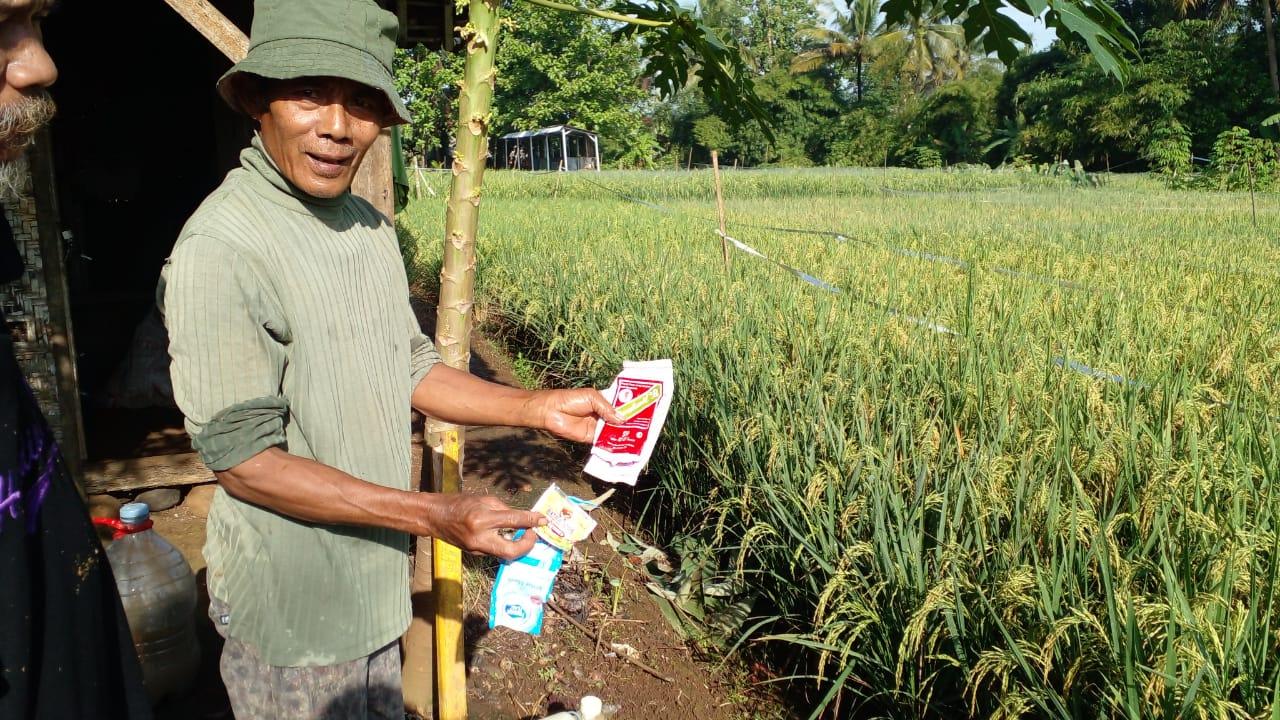 Mang Asep Bengkel, Petani Ciamis Inovatif yang Bikin Padi Makin Kinclong dengan Susu dan Extra Joss