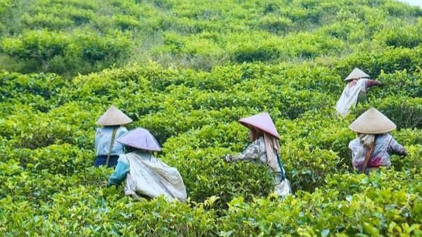 Misteri Kampung Teh Taraju, Antara Hawa Dingin dan Legenda Nyai Raras