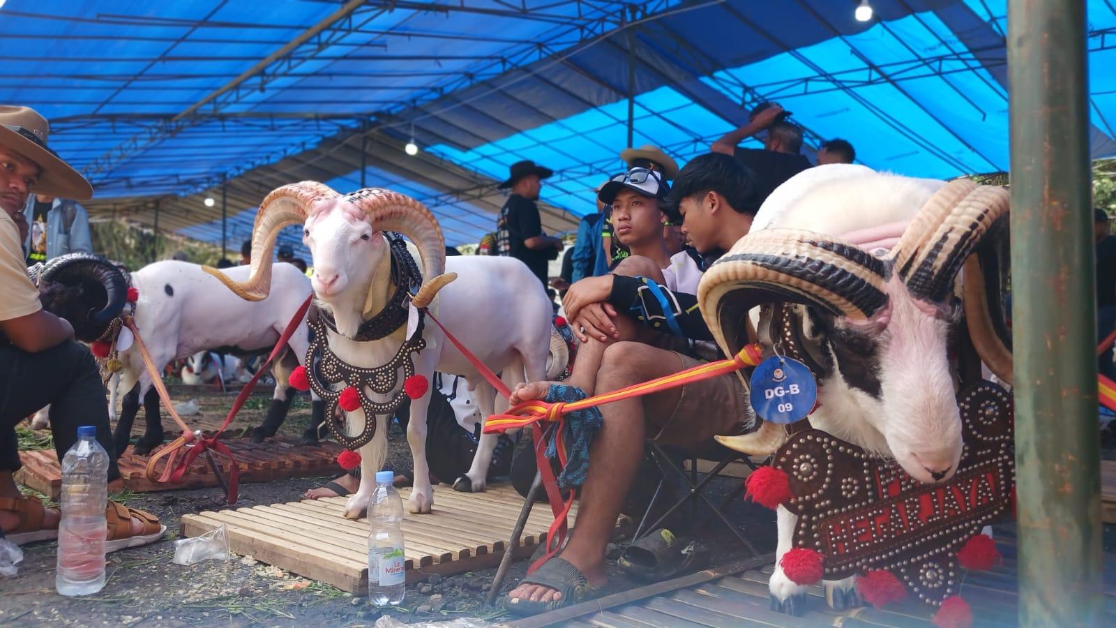 Pemkot Tasikmalaya Rencanakan Domba Catwalk Tahun Ini