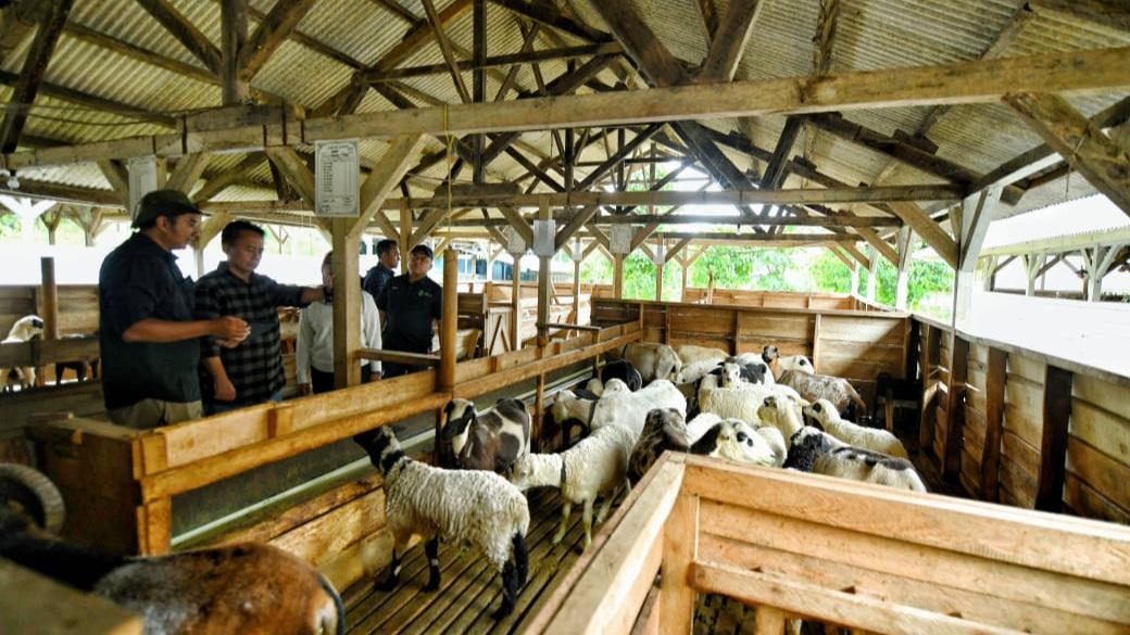 Pemprov Jabar Dorong Pembibitan Domba Garut Menuju Kemandirian
