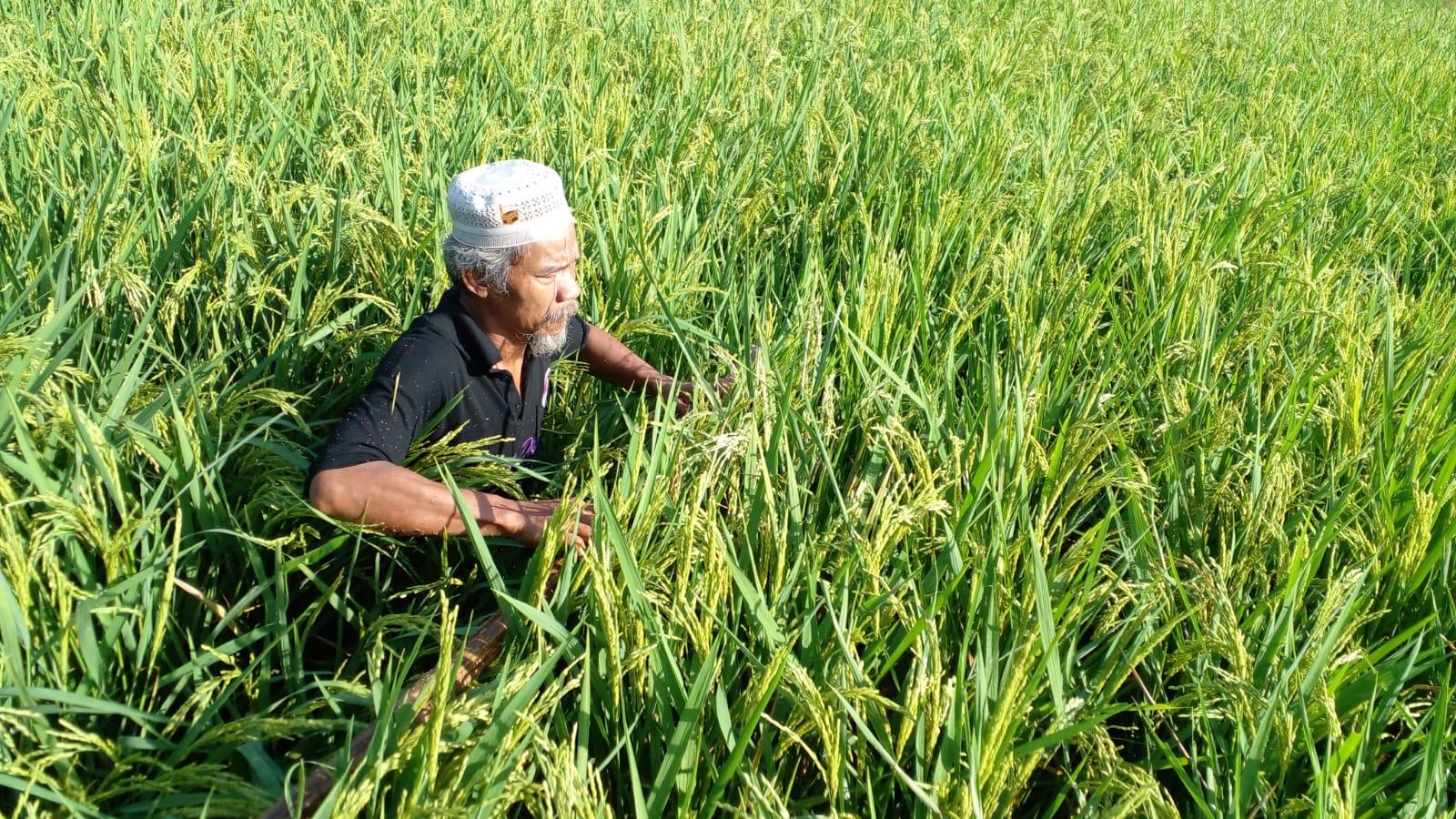 Petani Ciamis Ini Sukses Bertani Organik, Tiga Musim Tanam Tanpa Pupuk Subsidi