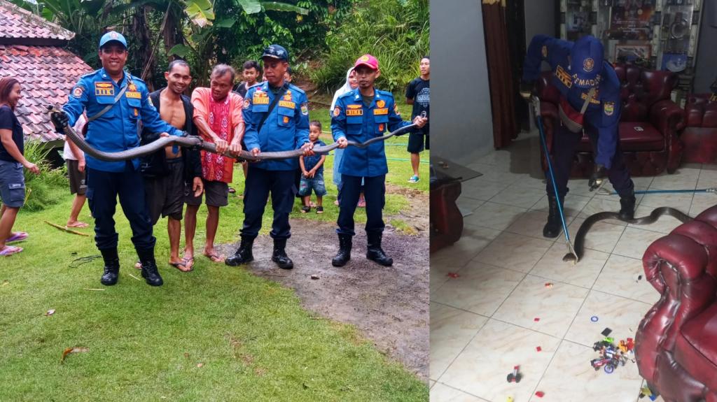 Petugas Damkar Ciamis Evakuasi King Kobra 3,5 Meter dari Rumah Warga Ciparay