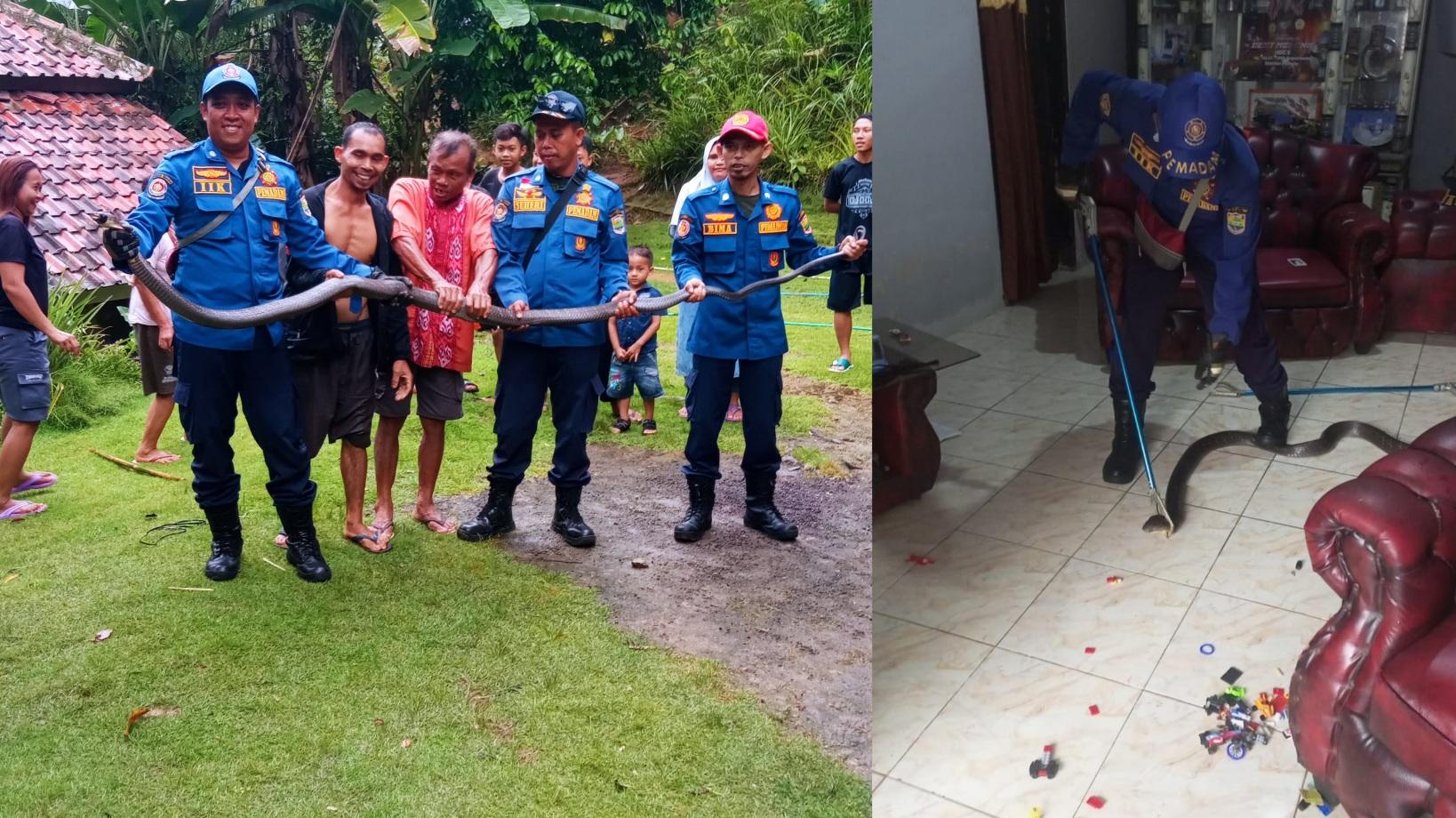 Petugas Damkar Ciamis Evakuasi King Kobra 3,5 Meter dari Rumah Warga Ciparay