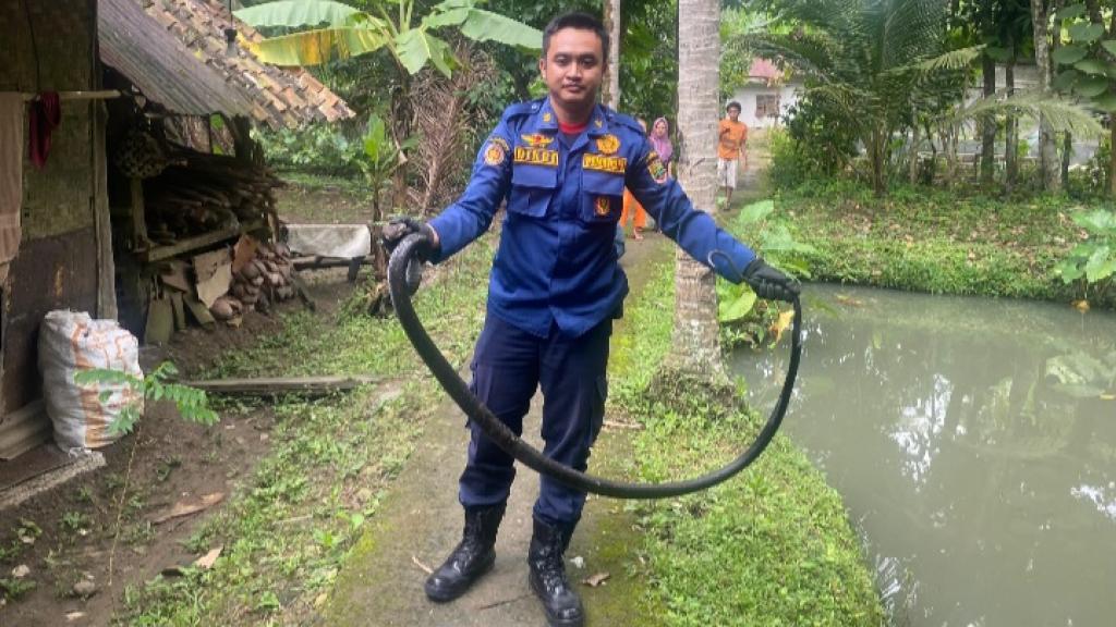 Petugas Damkar Ciamis Evakuasi King Kobra Sepanjang 2 Meter di Pamarican