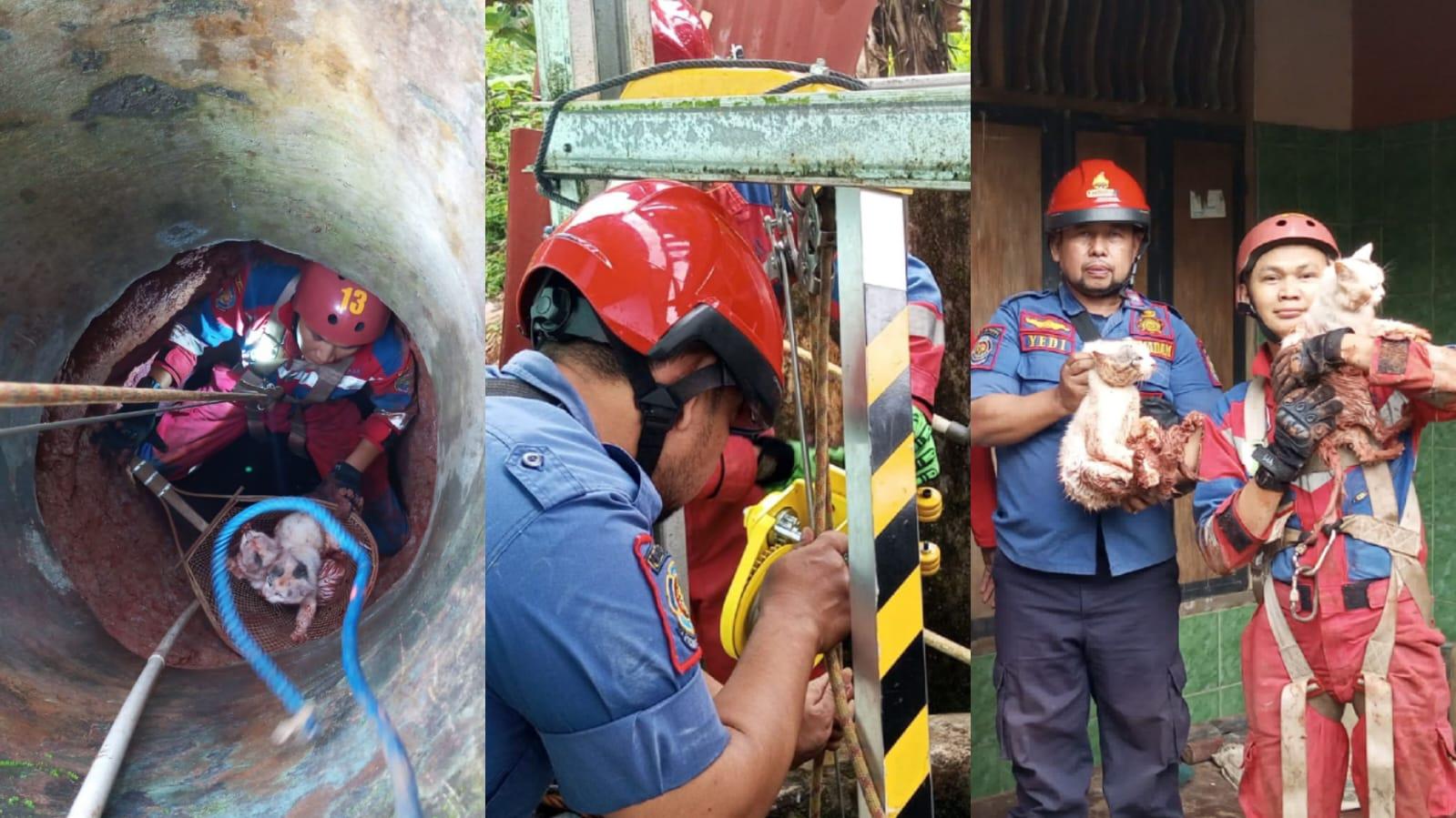 Petugas Damkar Ciamis Selamatkan Dua Kucing Angora dari Sumur Sedalam 13 Meter