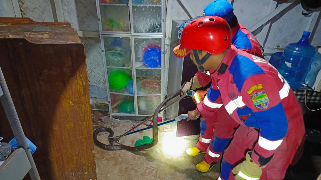 Petugas Damkar Ciamis Tangkap Ular Kobra Sepanjang 2 Meter di Rumah Warga Cipaku