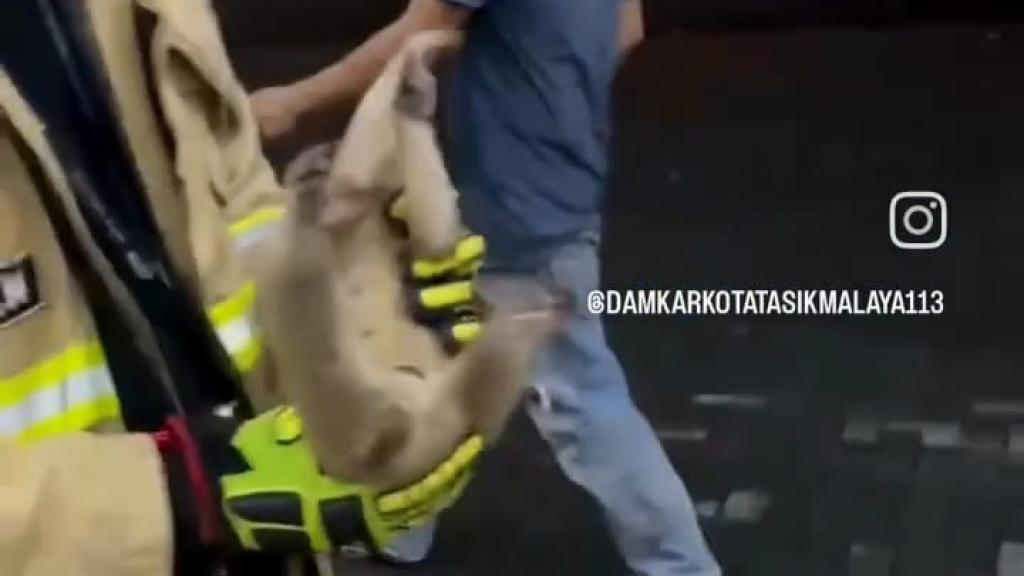 Petugas Damkar Kota Tasikmalaya Evakuasi Kukang dari Kabel Listrik