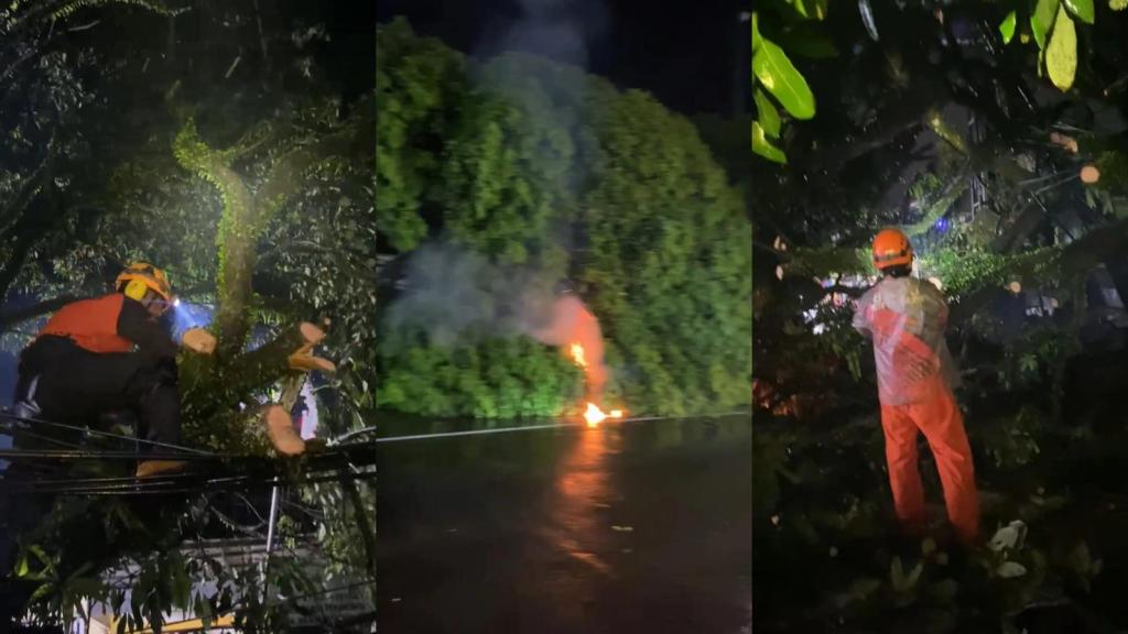 Pohon Berukuran Besar di Depan Kantor Kelurahan Mangkubumi Tasikmalaya Tumbang Ke Jalan