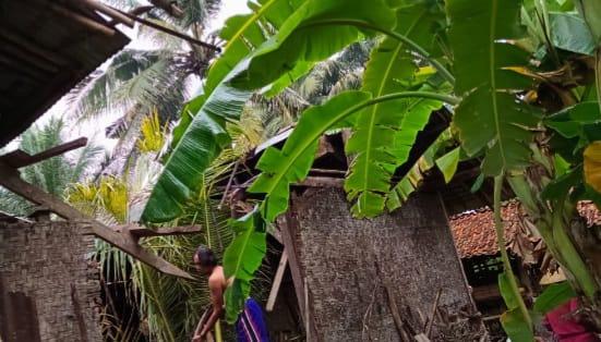 Pohon Kelapa Tumbang Timbulkan Kerusakan pada Dapur dan Sepeda di Ciamis