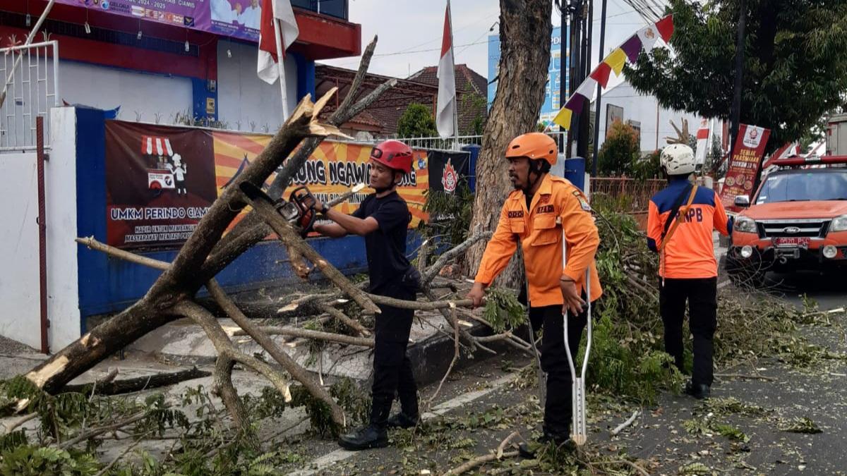 Pohon Trembesi di Depan Kantor DPC Perindo Ciamis Tumbang Disambar Truk Wing Box