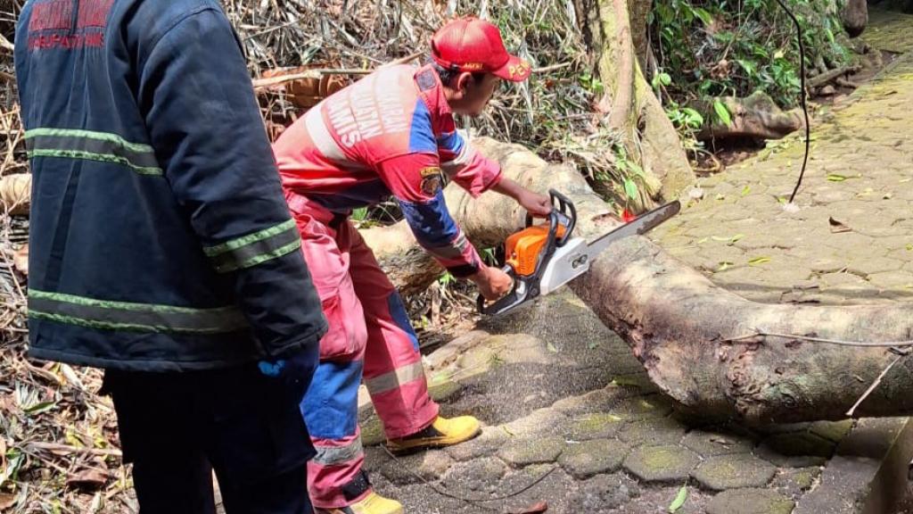 Pohon Tua Tumbang di Situs Astana Gede Kawali, Damkar Ciamis Lakukan Evakuasi