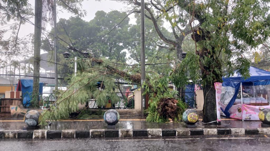 Pohon Tumbang di Dadaha Timpa Gerobak dan Motor saat Hujan Deras Disertai Angin Kencang